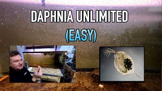 How I Raise Daphnia Water Fleas And You Can Too [upl. by Aiuqet]