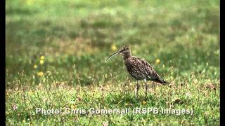 The cry of the Curlew [upl. by Puff]