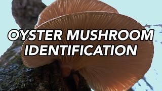 Oyster Mushroom Pleurotus ostreatus Identification with Adam Haritan [upl. by Deehan]