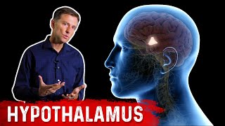 What Does the Hypothalamus Do [upl. by Renckens]