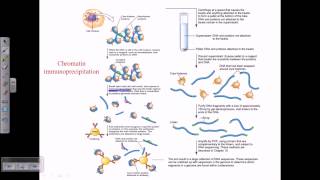 Chromatin immunoprecipitation [upl. by Blackman443]