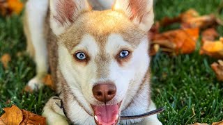 Alaskan Klee Kai  Top Dog Facts About the Klee Kai That You Must Know [upl. by Anatsirhc]