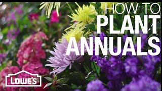 How to Plant Annual Flowers [upl. by Nosremaj]