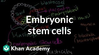 Embryology  Development of the Urinary System [upl. by Lauretta671]