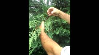 Trimming leyland cypress [upl. by Adorne929]