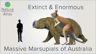 Extinct amp Enormous The Massive Marsupials of Australia [upl. by Ltsyrk]