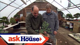 How to Create Bonsai from Regular Trees  Ask This Old House [upl. by Millwater]