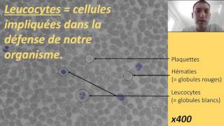 Observation de cellules sanguines au microscope [upl. by Odnomyar]