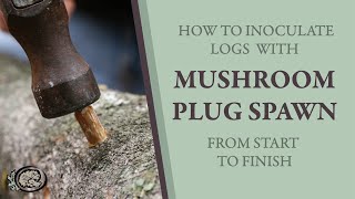 Inoculating Mushroom Logs With Plug Spawn From Start to Finish [upl. by Carolee]