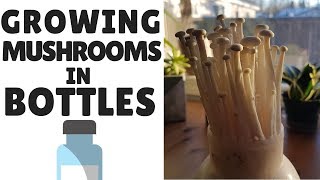 How To Grow Mushrooms In Bottles [upl. by Einneb]