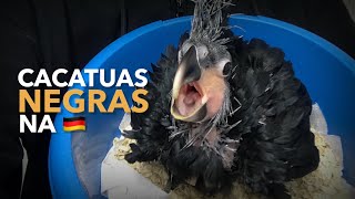 Criação de CACATUAS NEGRAS na Alemanha  BIRDTV [upl. by Nohsar]