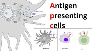 Antigen Presenting Cells APC [upl. by Nosiaj]