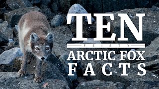 10 Arctic fox facts [upl. by Tolmach]