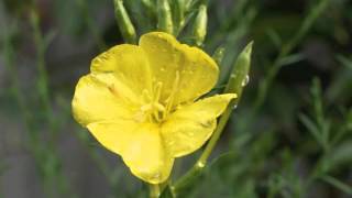 Plant portrait  Evening primrose Oenothera biennis [upl. by Biebel]