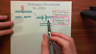 Homologous Recombination for Double Strand Breaks Part 1 [upl. by Lissie815]