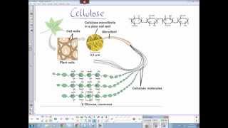 Plant cellulose structure [upl. by Ella900]