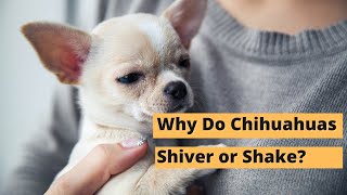 Shivering  Shaking in Chihuahuas  Five Main Reasons [upl. by Glynn]