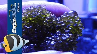 Aquarium Algae Control Bubble Algae Dinoflagellates Bryopsis amp Turf Algae  Part 2 [upl. by Dworman294]