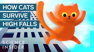 How This Cat Survived A 32Story Fall [upl. by Janessa]