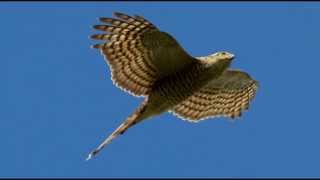 Sparrowhawk Bird Call Bird Song [upl. by Ahsimek]