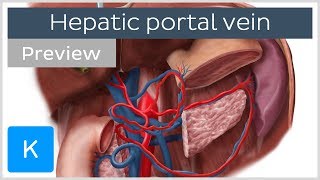 Hepatic Portal Vein preview  Human Anatomy  Kenhub [upl. by Gerardo]