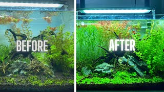 HOW TO HAVE AN ALGAE FREE AQUARIUM [upl. by Hceicjow]