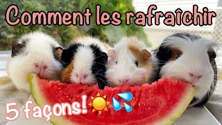 5 Astuces pour rafraîchir vos cochons dInde en été [upl. by Enneicul753]