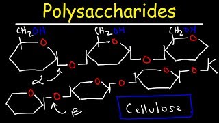 Polysaccharides  Starch Amylose Amylopectin Glycogen amp Cellulose  Carbohydrates [upl. by Erick515]