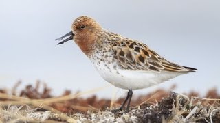 Spoonbilled Sandpiper Courtship [upl. by Enelegna]