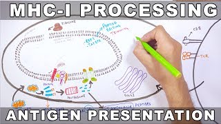 MHCI Processing  Antigen Processing and Presentation [upl. by Elleraj]