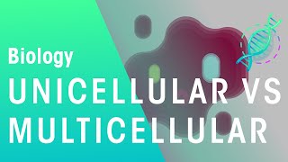 Unicellular vs Multicellular  Cells  Biology  FuseSchool [upl. by Letta]