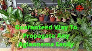 How to Propagate Any Aglaonema Quickly And Easily Using Stem Cuttings  Aglaonema Propagation Method [upl. by Eveineg]