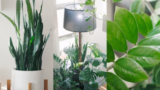 Peaceful Plant Tour – Indoor Houseplant Collection 🌱 [upl. by Narf]