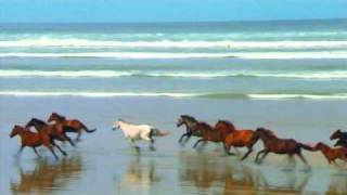 Wild Horses Running Free [upl. by Lilian445]