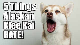 5 Things Alaskan Klee Kai Hate [upl. by Nerval]