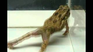 Strychine Poisoning in Toads [upl. by Mcclimans]