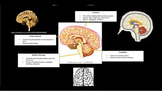 Gr 12 Life Sciences Responding to the Environment Part 1 Nervous System [upl. by Akemed564]