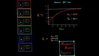 Michaelis Menten Equation Enzyme Kinetics PART 1 Introduction [upl. by Huff414]