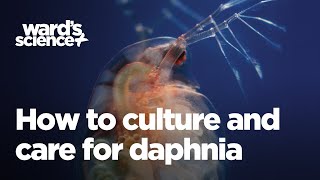 Caring and Culturing for Daphnia [upl. by Pitzer]