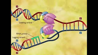 DNA Replication 3D Animation [upl. by Nevak275]