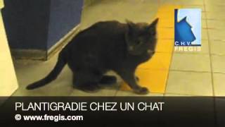 Plantigradie et boiterie chez un chat plantigrade sur rupture tendon [upl. by Chickie]