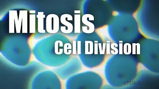 Mitosis Cell Division In 6 Minutes [upl. by Linskey]