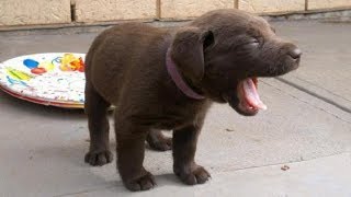 Cute Puppies Howling  GUARANTEED TO MAKE YOUR DOG HOWL 2018 [upl. by Ieppet]