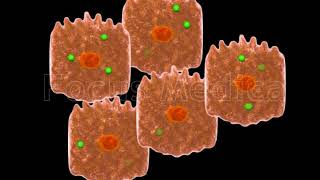 Hemochromatosis  Animated Atlas [upl. by Zonda740]