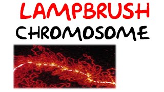 Lampbrush chromosomes [upl. by Aihsotal]