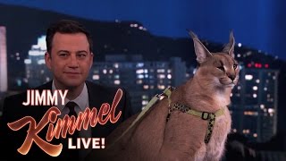 Dave Salmoni Scares Jimmy Kimmel with Wild Animals [upl. by Divd153]