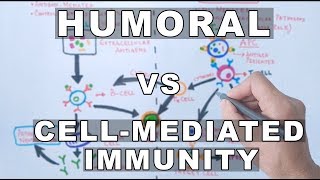 Humoral and Cell Mediated Immunity [upl. by Lama53]