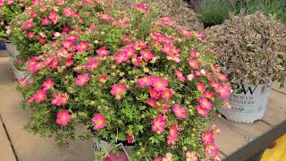 Potentilla Happy Face® Hearts Bush Cinquefoil  Hardy NATIVE Easy to Grow dwarf shrub [upl. by Boris]