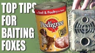 Top Tips for Baiting Foxes [upl. by Spark]