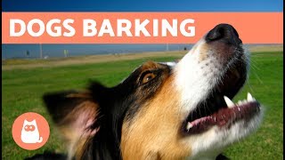 The Best Barking Dogs Compilation [upl. by Hanzelin]